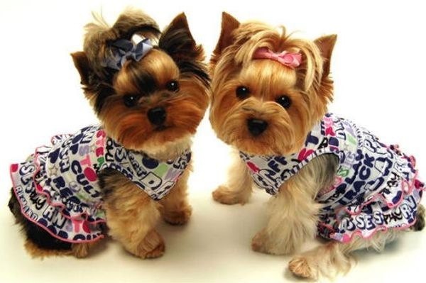Designer Dresses, Mink, Tartan and Other Styles for Small or Tiny Dogs